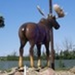 Pack Moose Radio logo